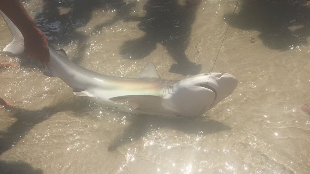 A woman was at Long Beach in New York when she saw a man hook several sharks on Aug. 16, 2015.