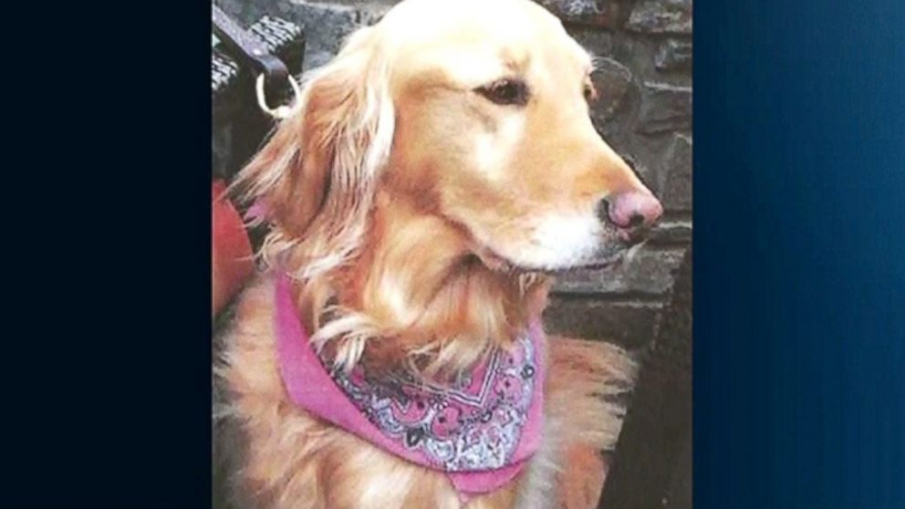 Lost Dog May Have Used Smell To Find Her Family After Two Years - ABC News