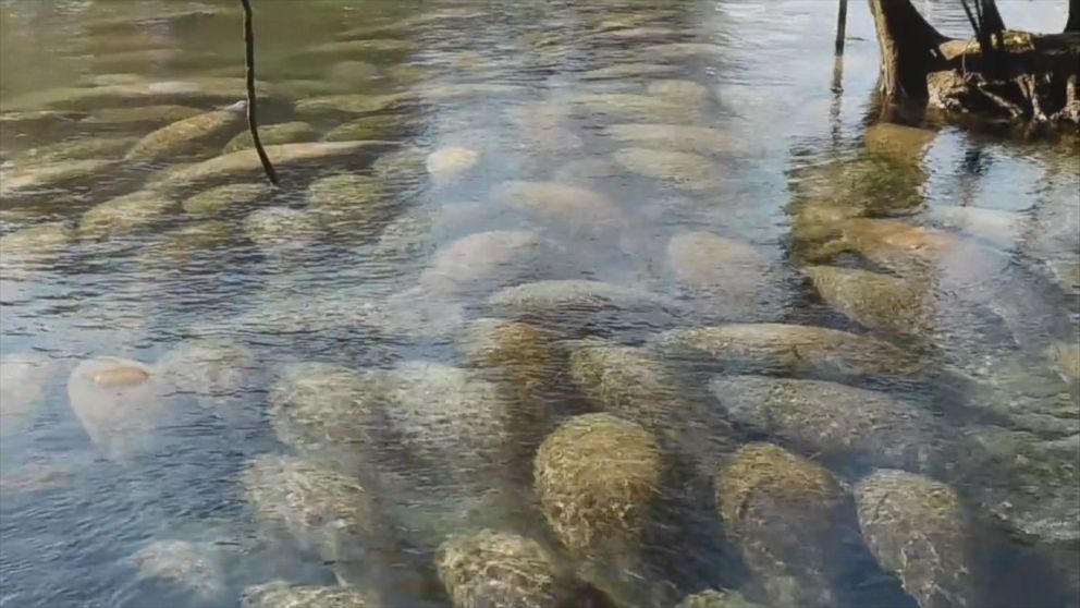 PHOTO: More than 500 manatees gathered at Three Sisters Springs in Crystal River because of a cold front in the Gulf of Mexico.