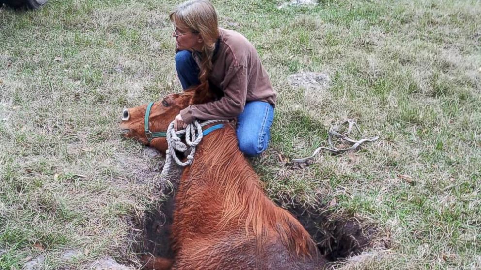 PHOTO: Owner Maryann Marsh tries to comfort Nate the horse once he was found in a sinkhole.