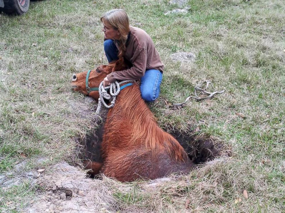 Video Shows Tale Of Horse S Rescue From Florida Sinkhole