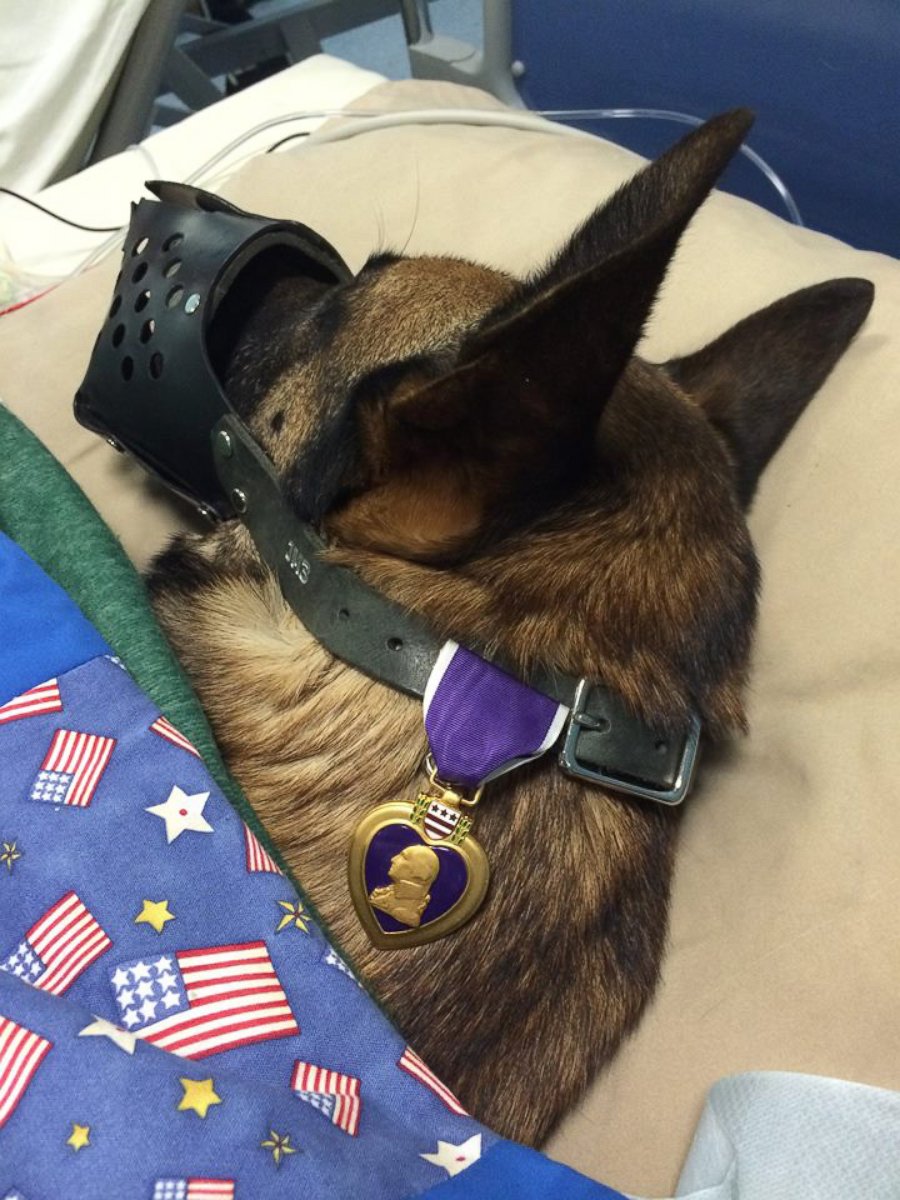 PHOTO: Specialist Andrew Brown and his military dog, Rocky, are recovering from injuries from an IED blast in Afghanistan.