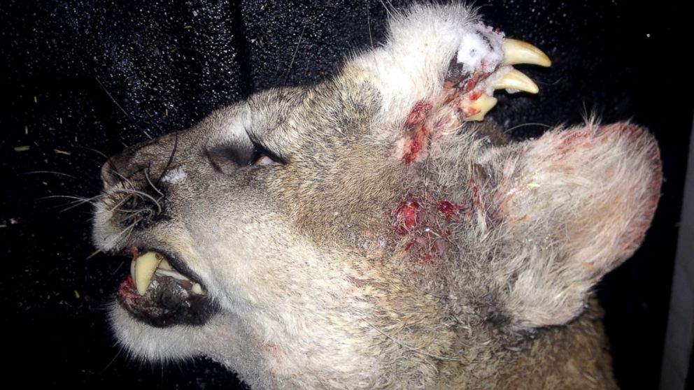 PHOTO: When a hunter in Idaho killed a mountain lion on Dec. 30, 2015, he noticed that it had a full set of teeth and whiskers that had grown out of its head. 