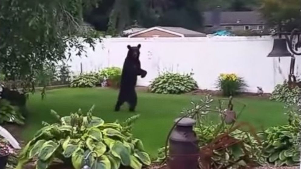 PHOTO: A bear is seen walking upright on his two hind legs in this still from a video taken from a home in Oak Ridge, N.J., July 17, 2015.