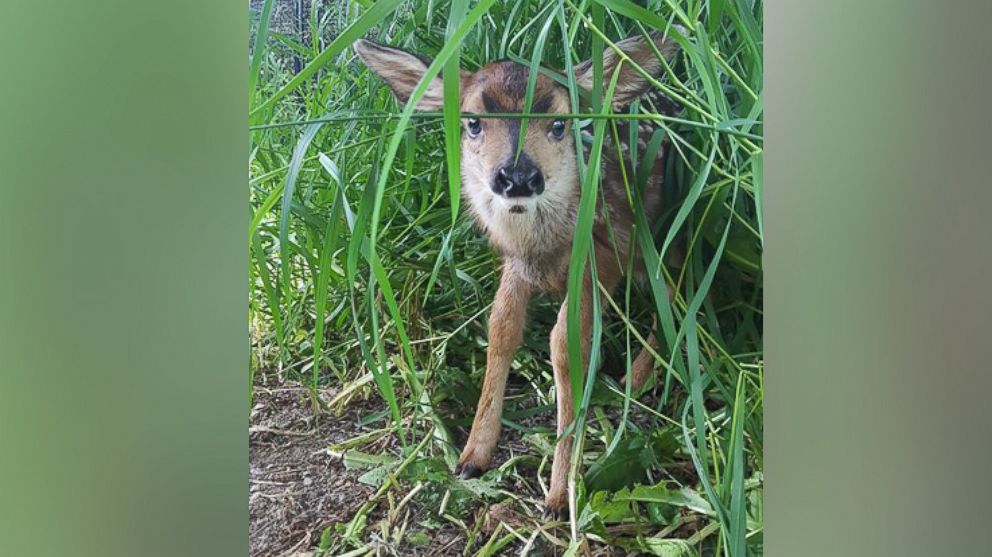 A driver performed a c-section on a dead-pregnant deer who had been hit by a car, delivering a healthy fawn in British Columbia, Canada.
