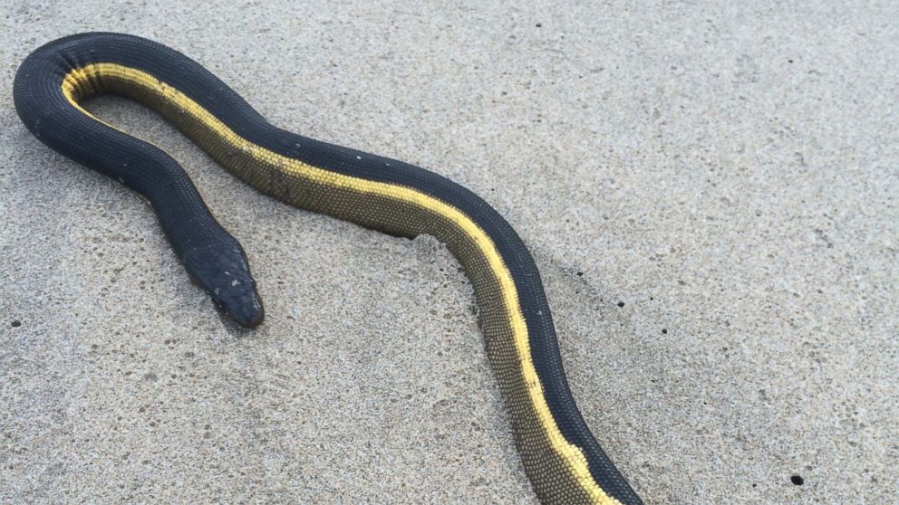 PHOTO: Bob Forbes saw this snake, believed to be a yellow bellied sea snake, on the beach in Oxnard, Calif., Oct. 16, 2015.