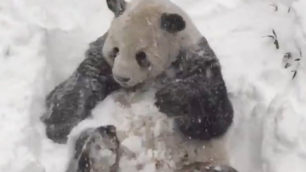 PHOTO:The Smithsonian National Zoo posted this image of Tian Tian playing in the snow, Jan. 23,2016, in Washington.  