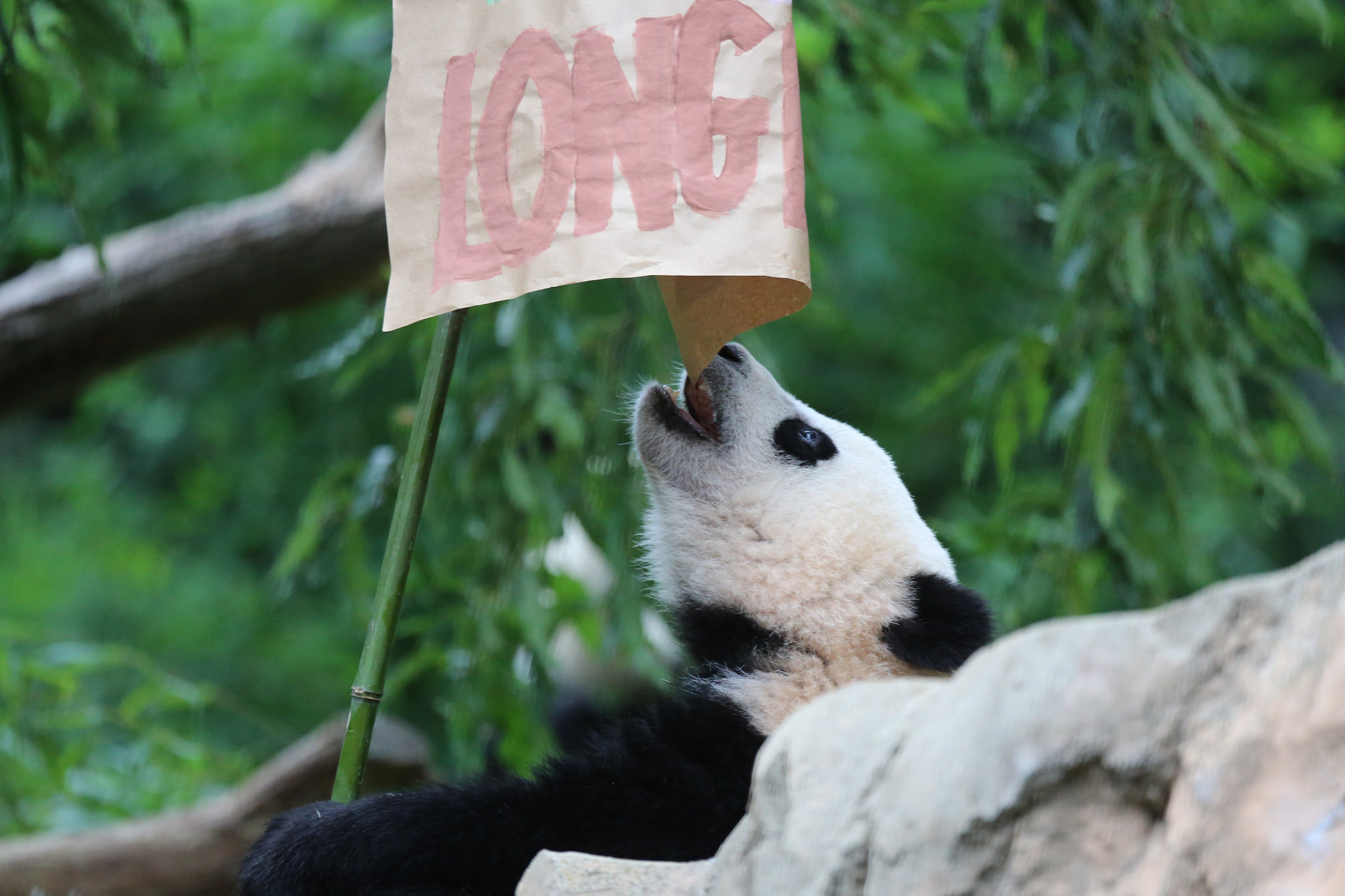 PHOTO: Giant panda Bao Bao celebrates her first birthday at the Smithsonian's National Zoo, Aug. 23, 2014.
