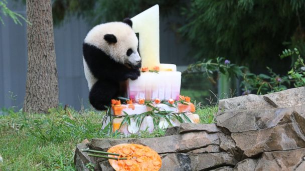 Bao Bao the Panda Celebrates Her First Birthday - ABC News