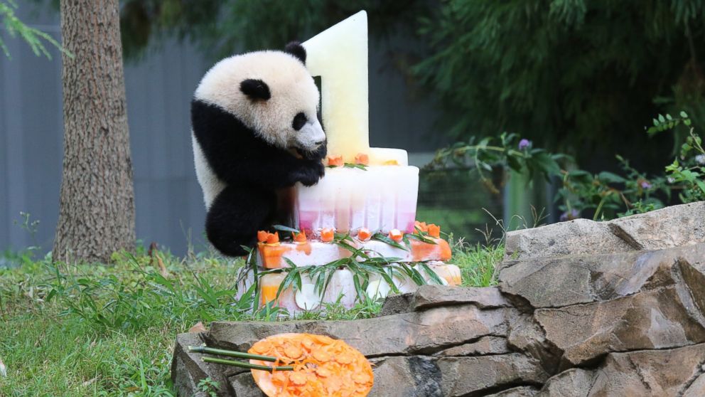 happy birthday baby panda