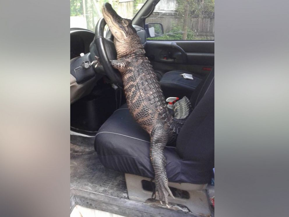 PHOTO:Mary Thorn of Lakeland, Florida, says her pet alligator Rambo, pictured here, is "trained" and "not like normal gators." 