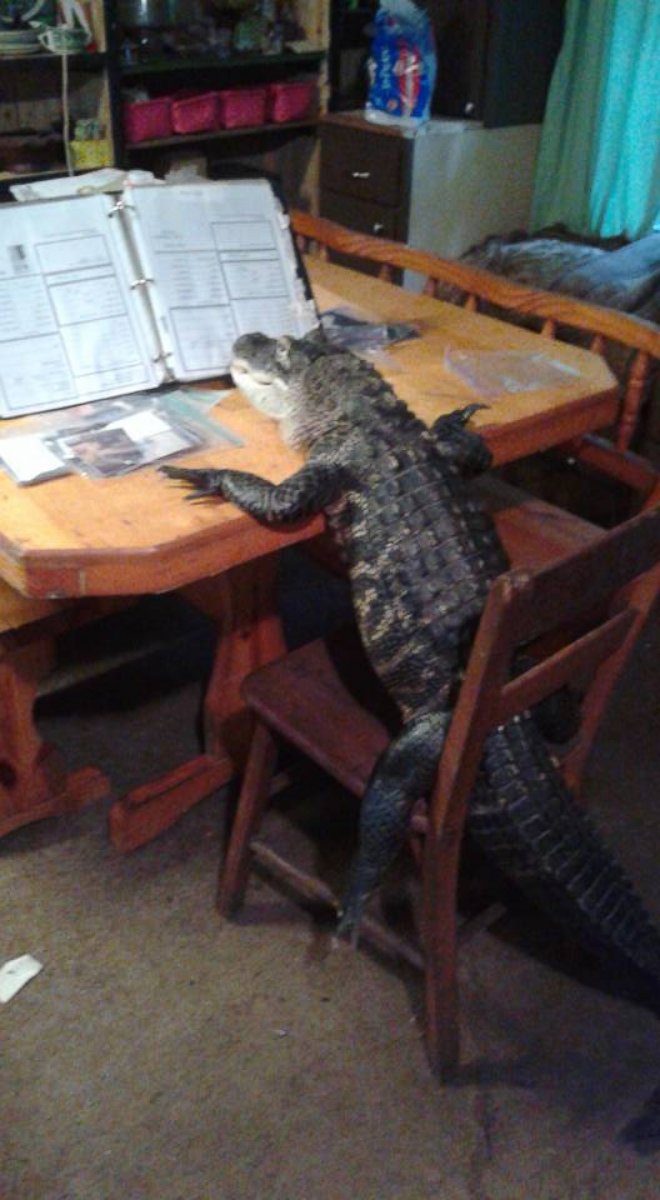 PHOTO:Mary Thorn of Lakeland, Florida, says her pet alligator Rambo, pictured here, is "trained" and "not like normal gators." 