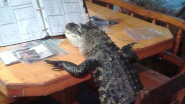 Florida Woman Fights to Keep Her Pet Alligator Who Wears Clothes and  'Rides' ATVs - ABC News