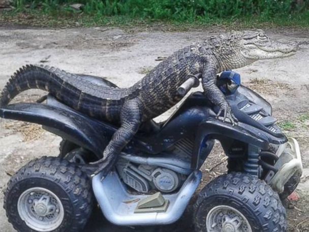 Florida Woman Fights to Keep Her Pet Alligator Who Wears Clothes and 'Rides' ATVs - ABC News