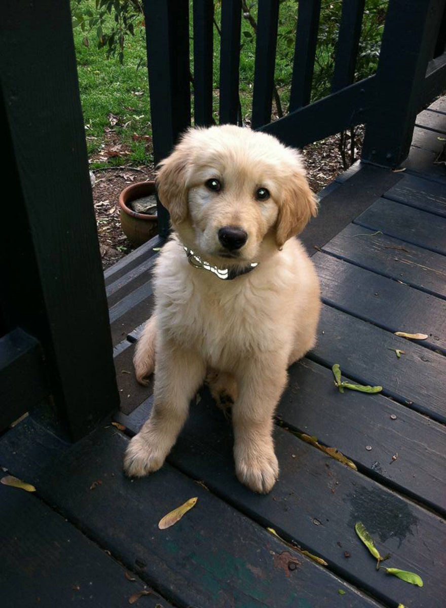 PHOTO: Colby as a puppy.