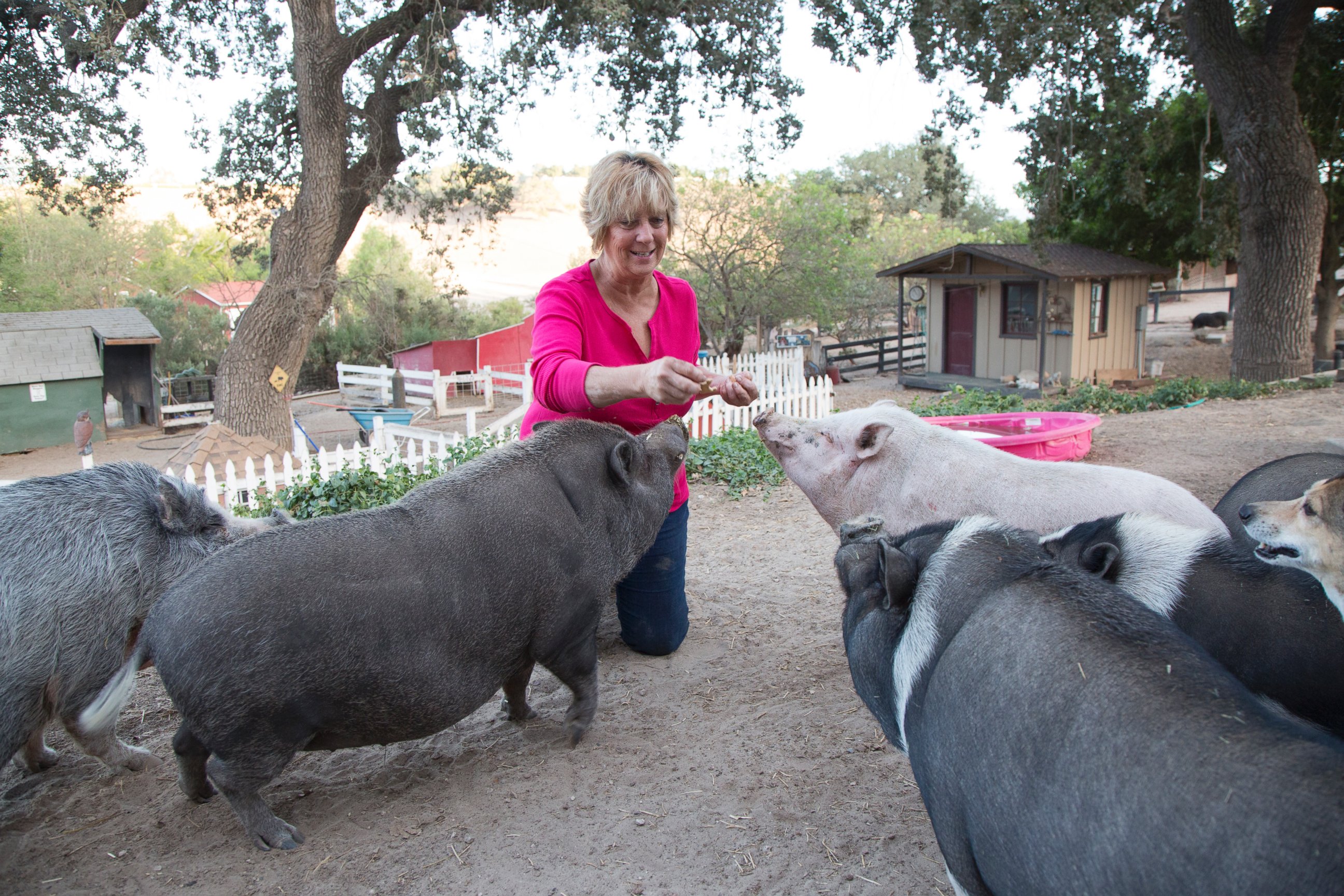 PHOTO: Susan Parkinson feeds her rescue pigs at the Lil' Orphan Hammies sanctuary in Solvang, Calif.