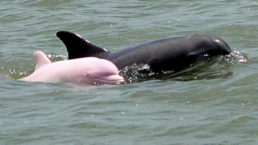 Do Pink Dolphins Exist 
