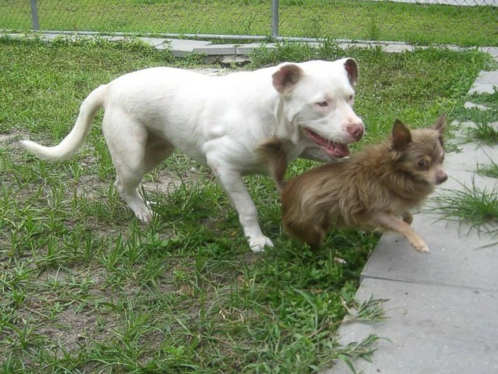 PHOTO:  Police officer said the pit bull was stopping now and then, licking the Chihuahua’s infected eye.