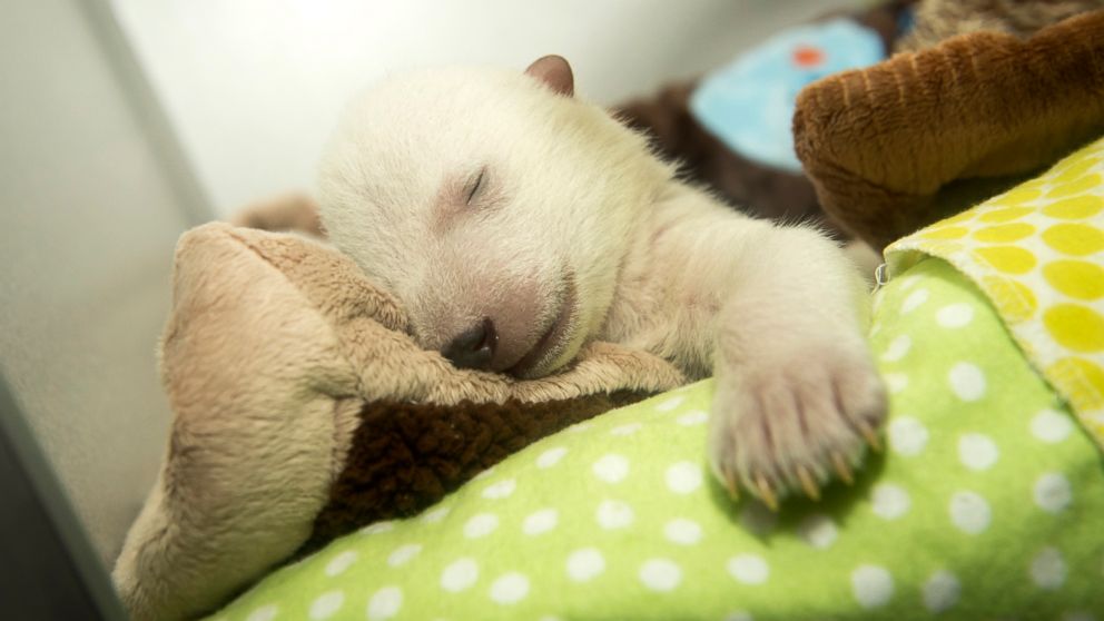 PHOTO: At five weeks old, a polar bear cub at the Columbus Zoo and Aquarium in Ohio is seen sleeping and dreaming.