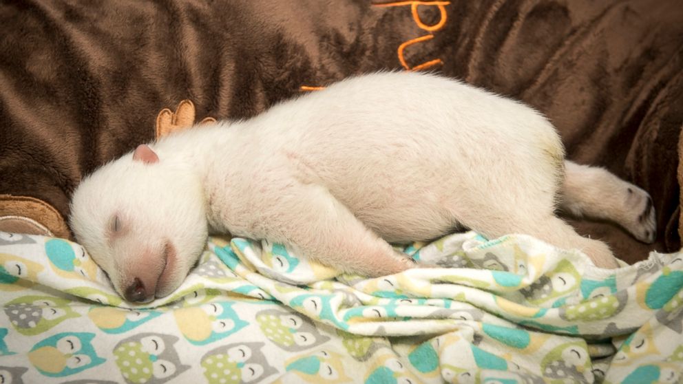 PHOTO: At five weeks old, a polar bear cub at the Columbus Zoo and Aquarium in Ohio is seen sleeping and dreaming.