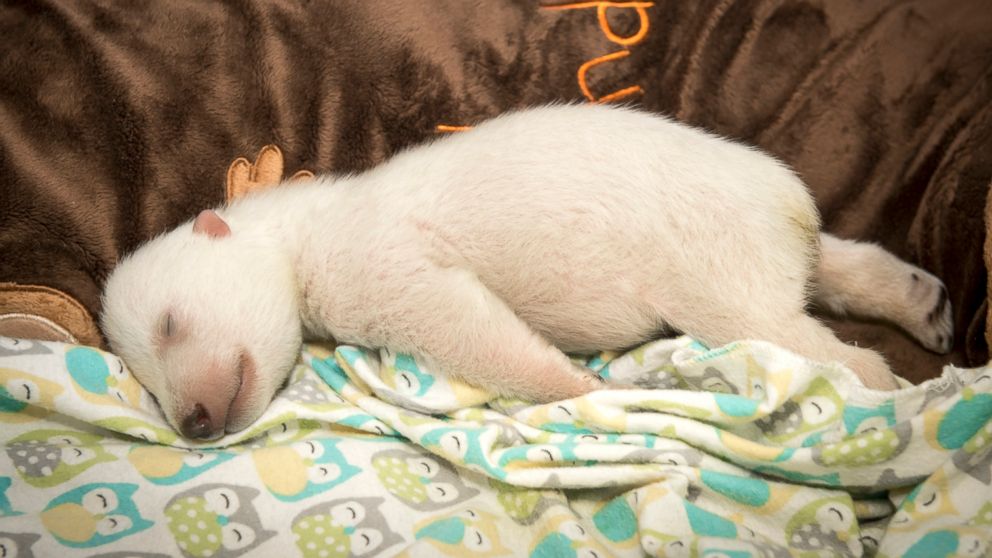 newborn baby polar bears