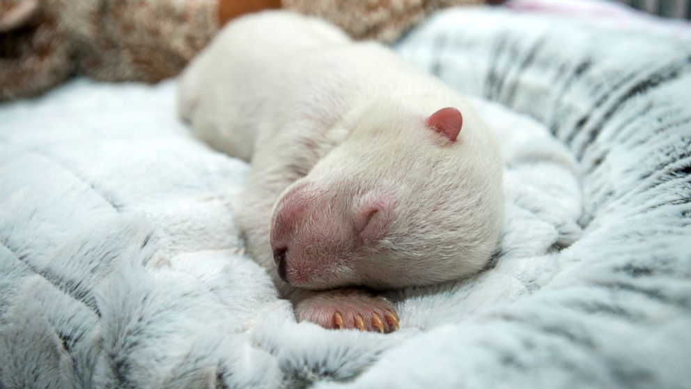 VIDEO: Columbus Zoo and Aquarium has released adorable video of its 5-week-old cub slumbering with a cuddly toy.