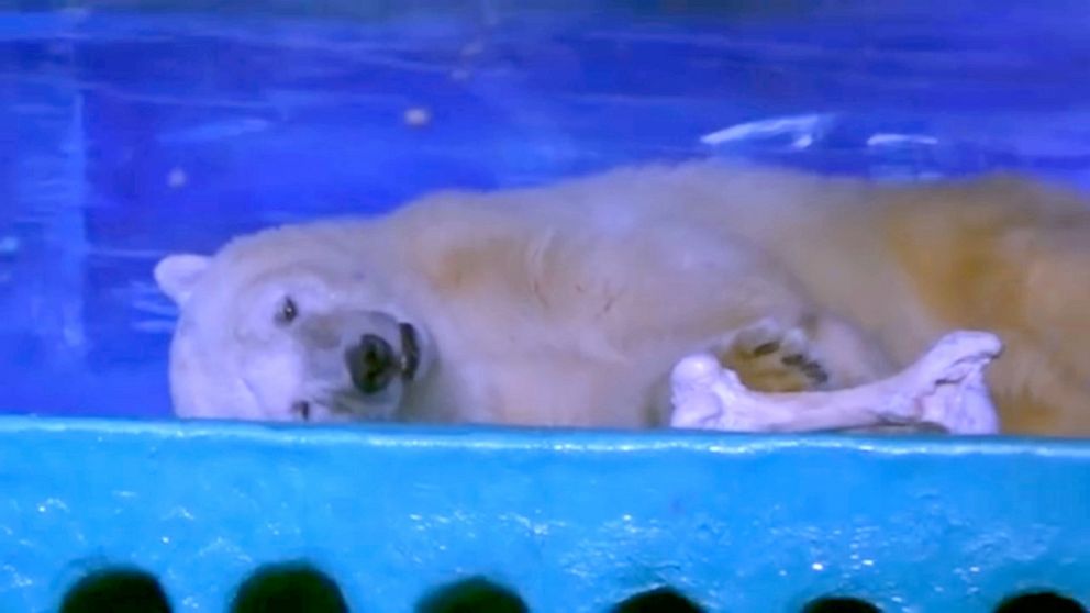 World's Saddest Polar Bear' Suffers for Selfies at Chinese Shopping Center  - ABC News