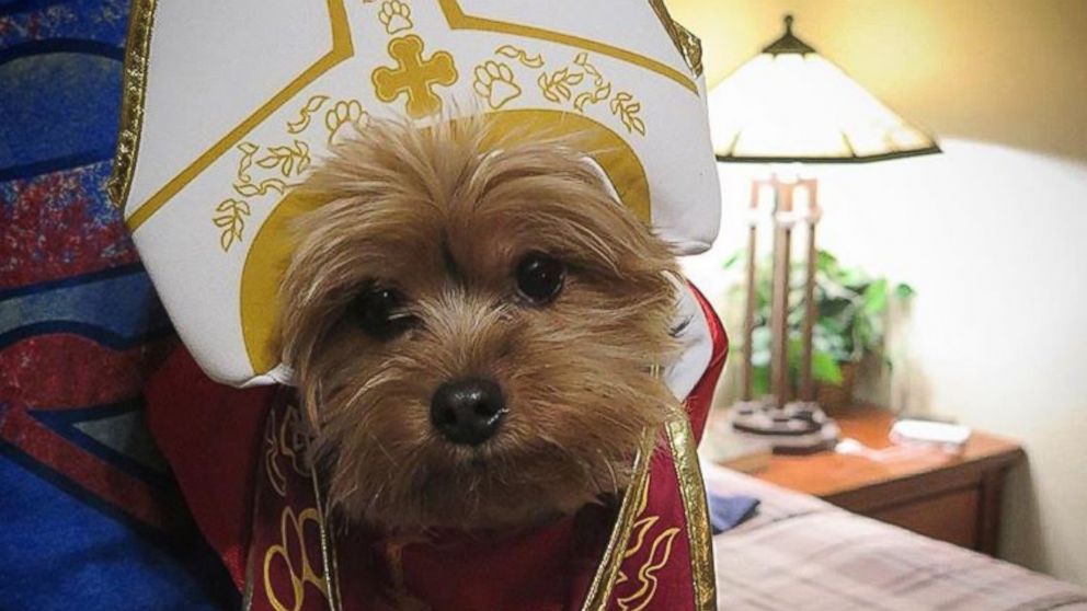 Cody Bear  posted this photo on Instagram with this caption: "Happy Thursday!" ~~~Pope Paw de Cody  #yorkie #dog #pet #animal #doggy #doggie #doglover #doglife #petlover #petstagram #dogstagram #dogsofig #yorkiegram #dogsofinstagram #petsofinstagram #DogsandPals #yorkiesofinstagram #mydog #mypet #dogoftheday #petoftheday #picpets #instadog #instapet #yorkshireterrier #theellenshow #ilovemydog #pope #PopeDog," Sept. 24, 2015.