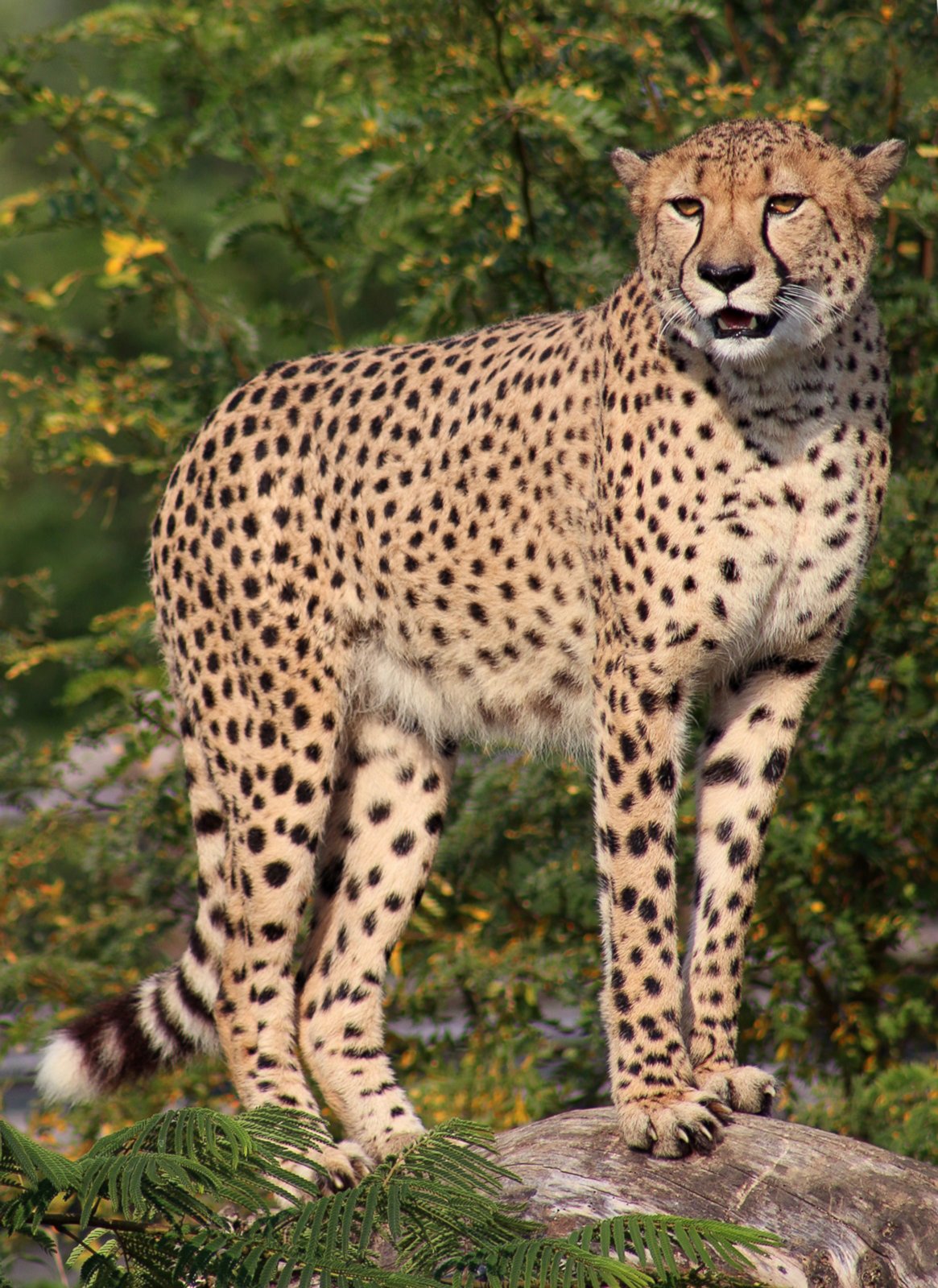 PHOTO: Pictured is the cheetah who escaped from an enclosure at the Indianapolis Zoo. The 4-year-old, named Pounce, came to Indianapolis from the San Diego Zoo.