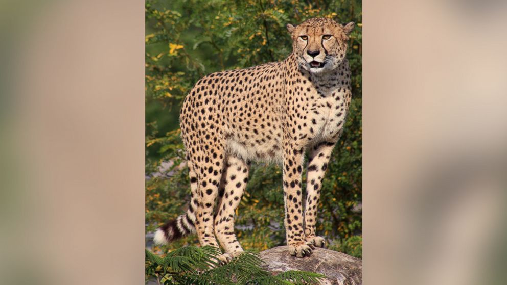 Pictured is the cheetah who escaped from an enclosure at the Indianapolis Zoo, Sept. 6, 2015. The 4-year-old, named Pounce, came to Indianapolis from the San Diego Zoo.
