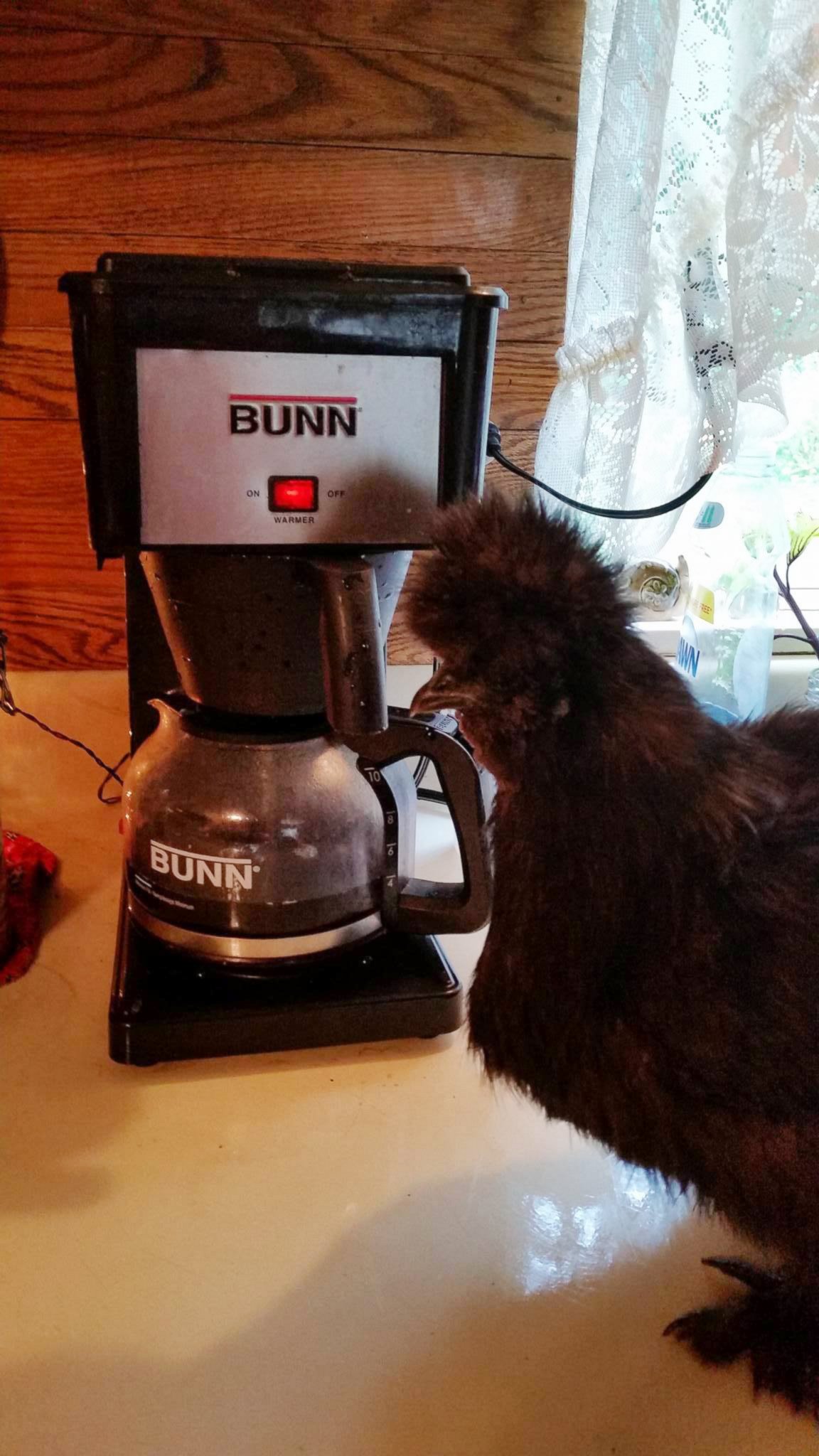 PHOTO: "Pudder Dudder," the chicken is a beloved West Virginia house pet. 
