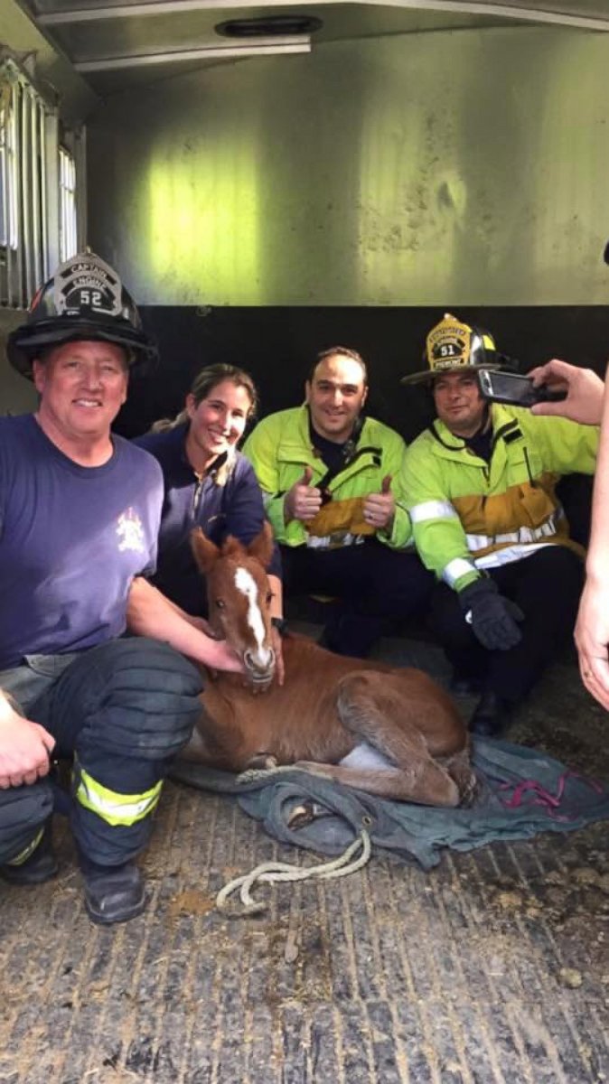 PHOTO: A baby colt, who has been nicknamed Valentine, was rescued on Feb. 14, 2016 from a ravine in Fremont, California. 
