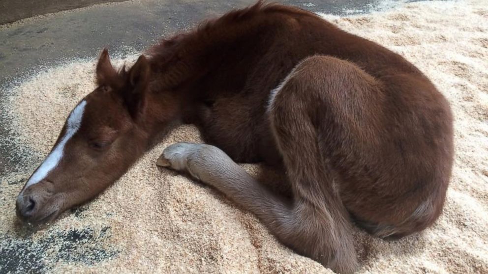PHOTO: A baby colt, who has been nicknamed Valentine, was rescued on Feb. 14, 2016 from a ravine in Fremont, California.