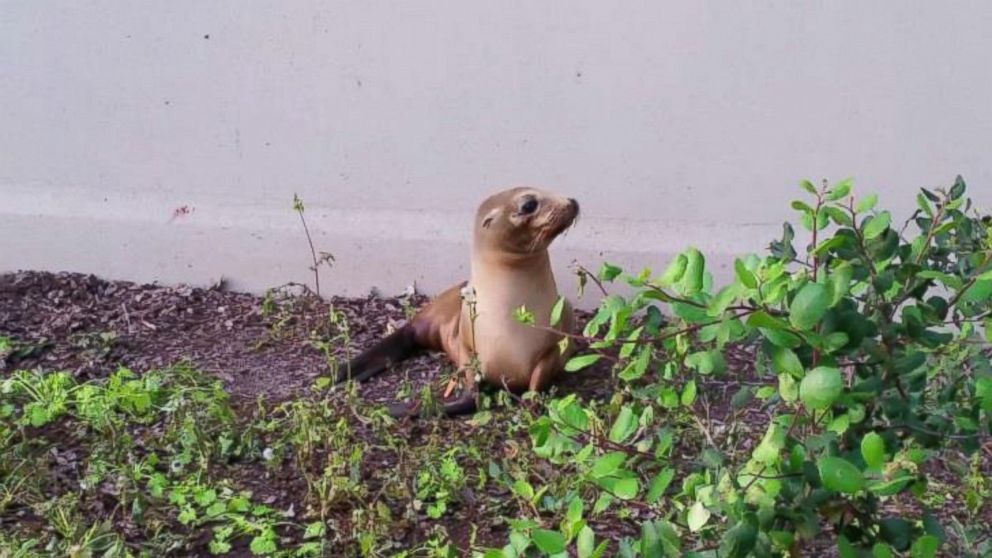 PHOTO: California Police 'detained' a baby seal that took a day trip to a local high school. 