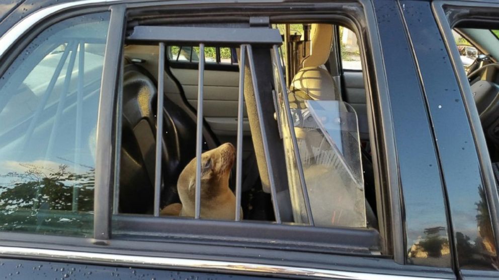 PHOTO: California Police 'detained' a baby seal that took a day trip to a local high school. 