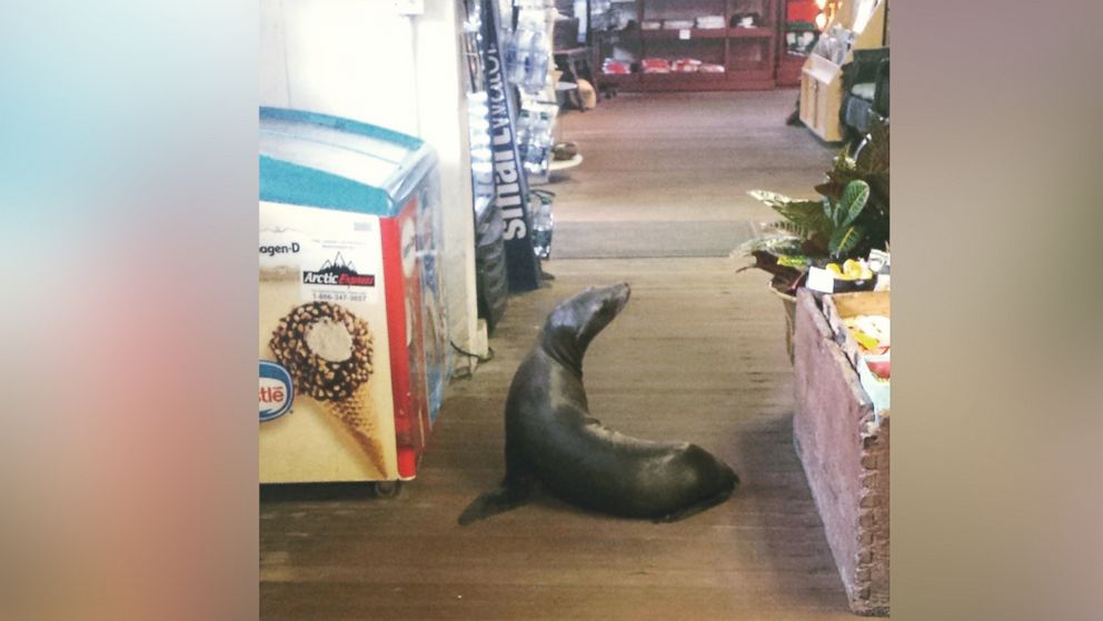 PHOTO: A sea lion somehow climbed 145 steps into The Cave Store in La Jolla, California, on Jan. 21, 2015, according to the store's employees.