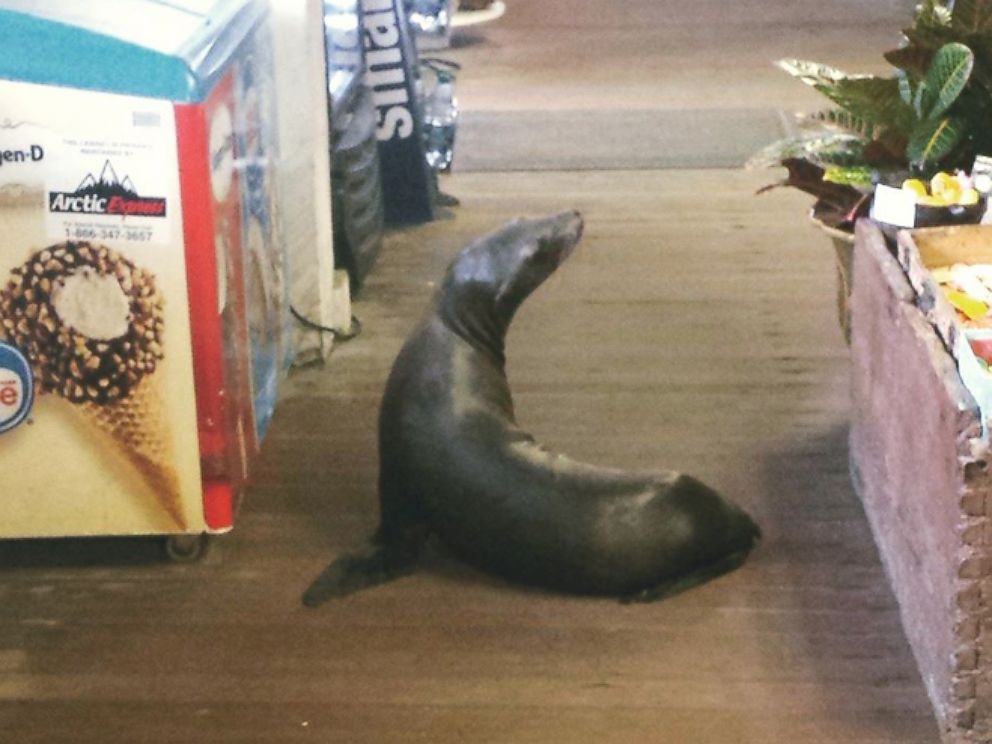 PHOTO: A sea lion somehow climbed 145 steps into The Cave Store in La Jolla, California, on Jan. 21, 2015, according to the store's employees. 