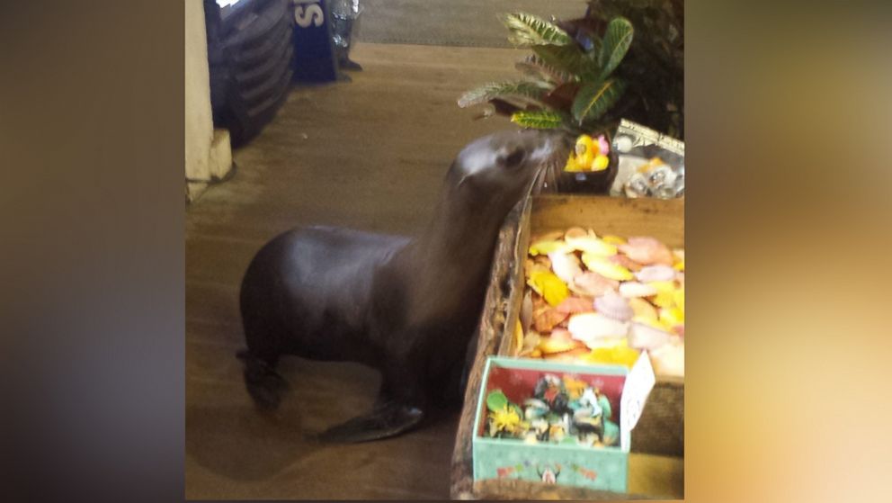 PHOTO: A sea lion somehow climbed 145 steps into The Cave Store in La Jolla, California, on Jan. 21, 2015, according to the store's employees. 