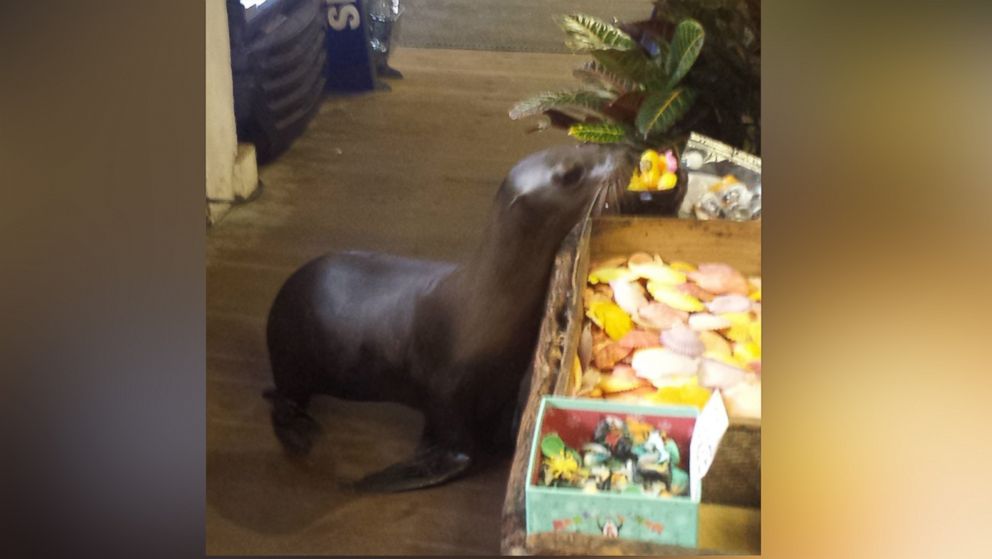 Sneaky Sea Lion Surprises Shoppers at Seaside Souvenir Store in