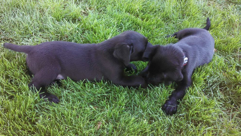 These two puppies, Tank, left, and Charlie, will be certified  as search-and-rescue dogs for the Phoenix Fire Department and Arizona Search Dogs.