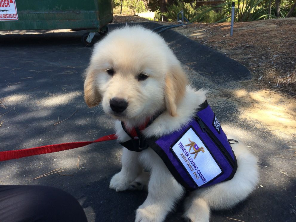 PHOTO: Groups of inmates at the Richard J. Donovan Correctional Facility in San Diego, California, and at the Mule Creek State Prison in Ione, California, are helping train puppies to become service dogs.