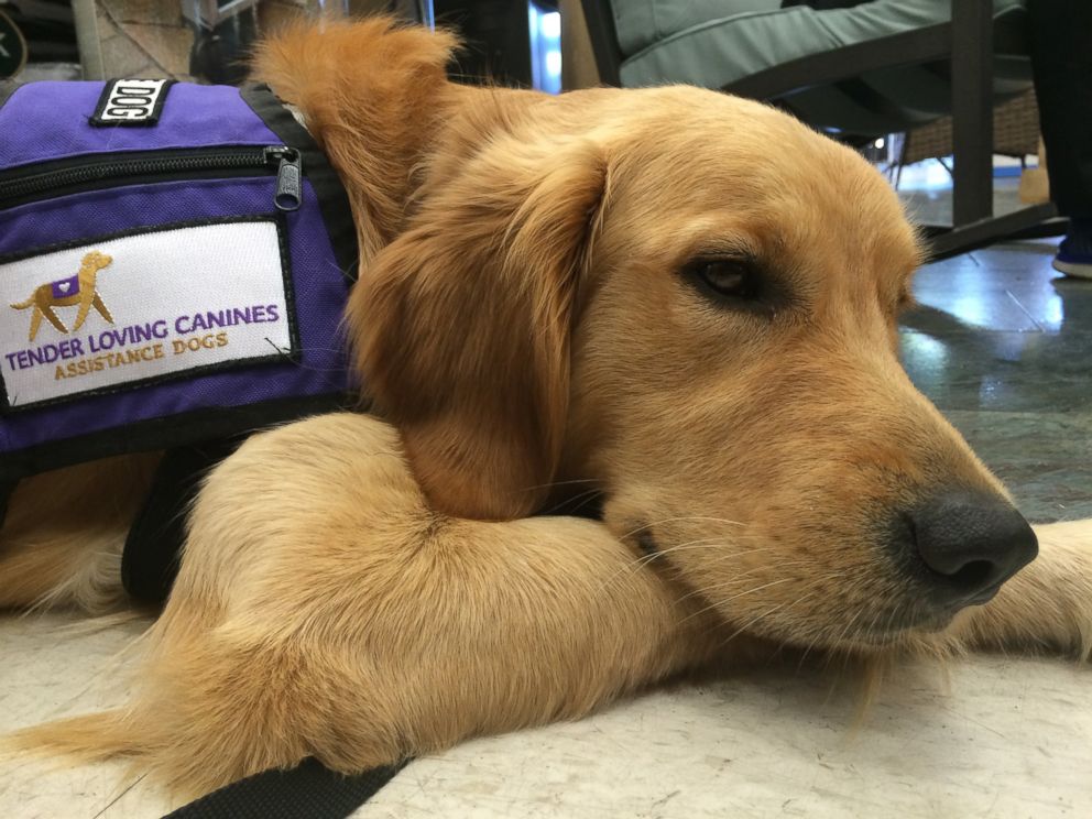 PHOTO: Groups of inmates at the Richard J. Donovan Correctional Facility in San Diego, California, and at the Mule Creek State Prison in Ione, California, are helping train puppies to become service dogs.