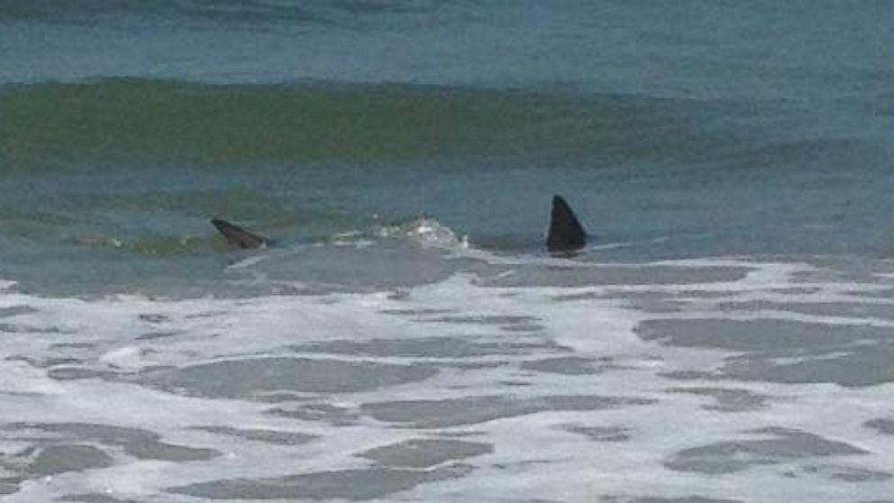 PHOTO: Monta Laughlin Hussey told ABC News that she spotted two sharks swimming in a shallow part of a North Carolina beach just a few miles from where there were twin attacks on Sunday.