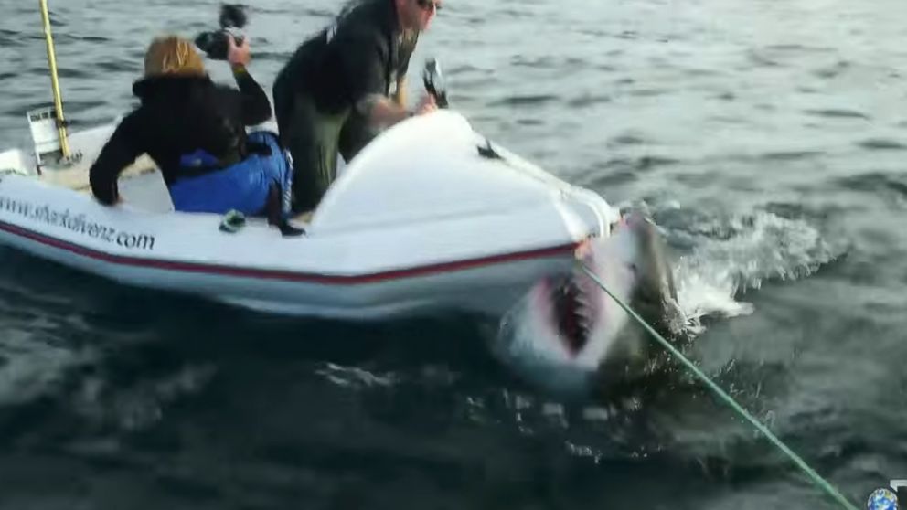 A great white shark attacked a dinghy occupied by two film crew members during filming for &ldquo;Lair of the Megashark&rdquo; in 2014.