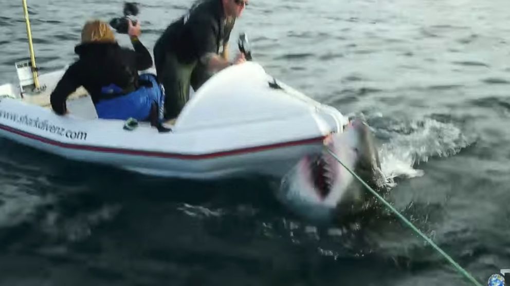 A great white shark attacked a dinghy occupied by two film crew members during filming for “Lair of the Megashark” in 2014.