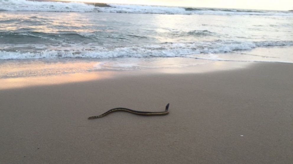Anna Iker saw this snake, believed to be a yellow bellied sea snake, on the beach in Southern California.
PHOTO: 