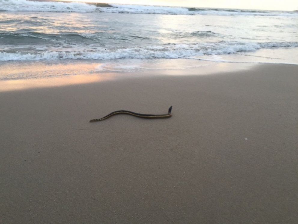 Anna Iker saw this snake, believed to be a yellow bellied sea snake, on the beach in Southern California.
PHOTO: 