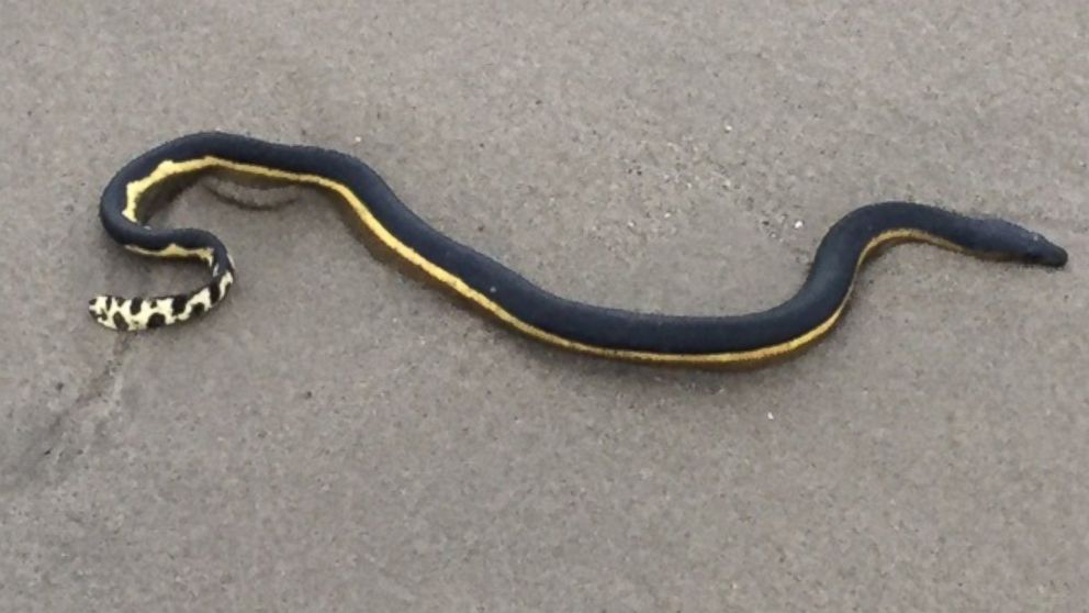 PHOTO: Anna Iker saw this snake, believed to be a yellow bellied sea snake, on the beach in Southern California.
