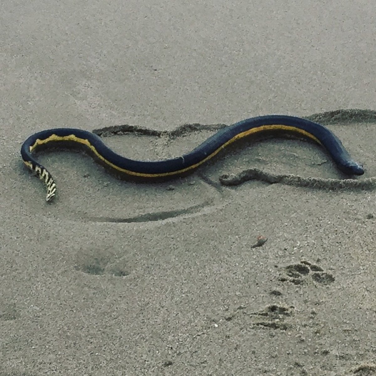 PHOTO: Anna Iker saw this snake, believed to be a yellow bellied sea snake, on the beach in Southern California.