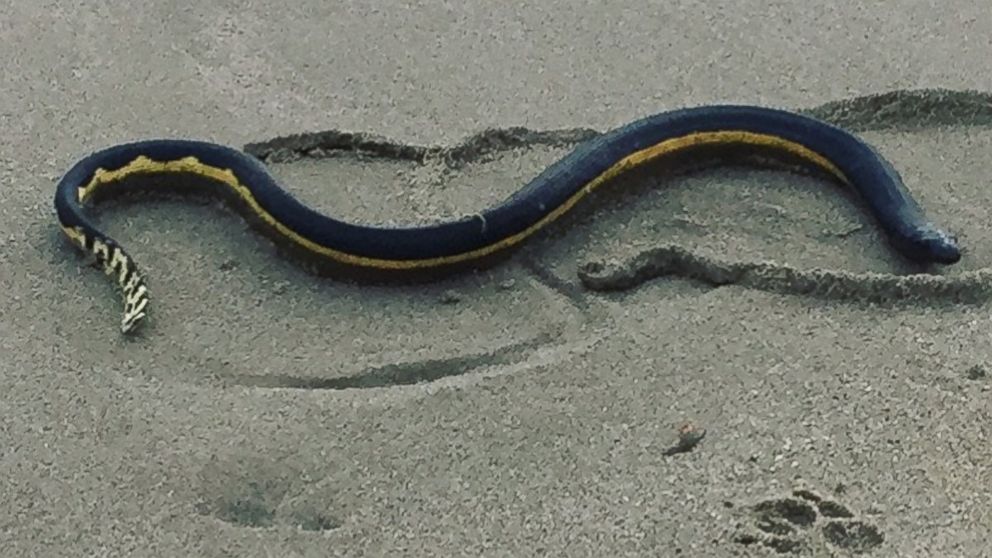 PHOTO: Anna Iker saw this snake, believed to be a yellow bellied sea snake, on the beach in Southern California.